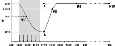 Phosphorylation and Dephosphorylation of Tau Protein During Synthetic Torpor